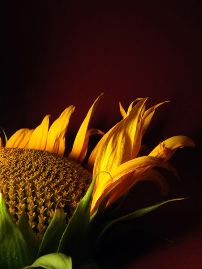 SunFlower2 by Miha Kolar