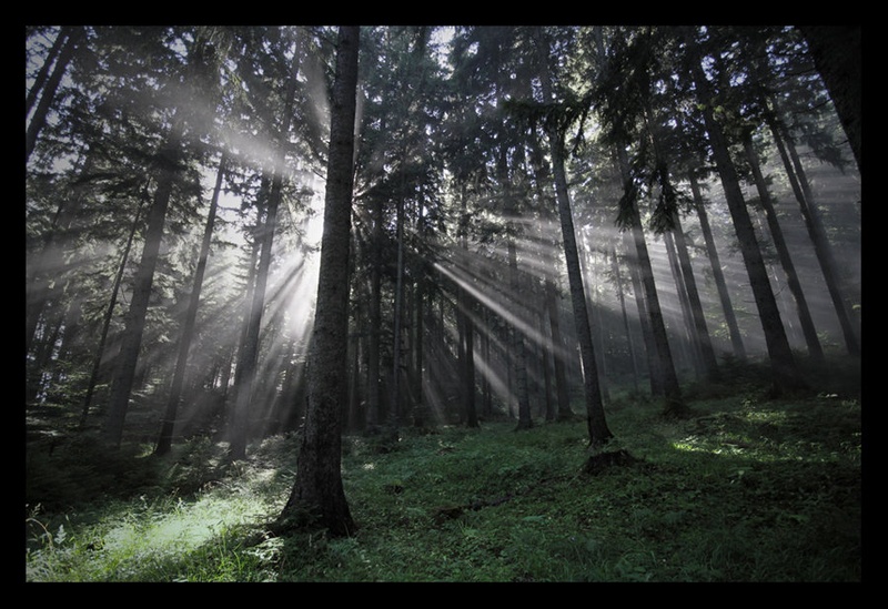 Morning mist by Miha Kolar
