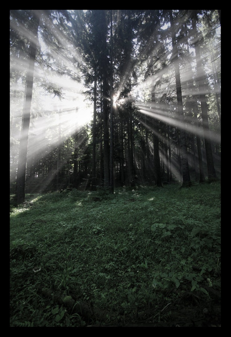 Morning mist II by Miha Kolar