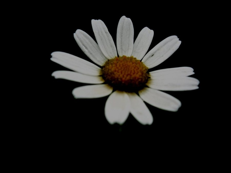 Mysterious daisy by katja