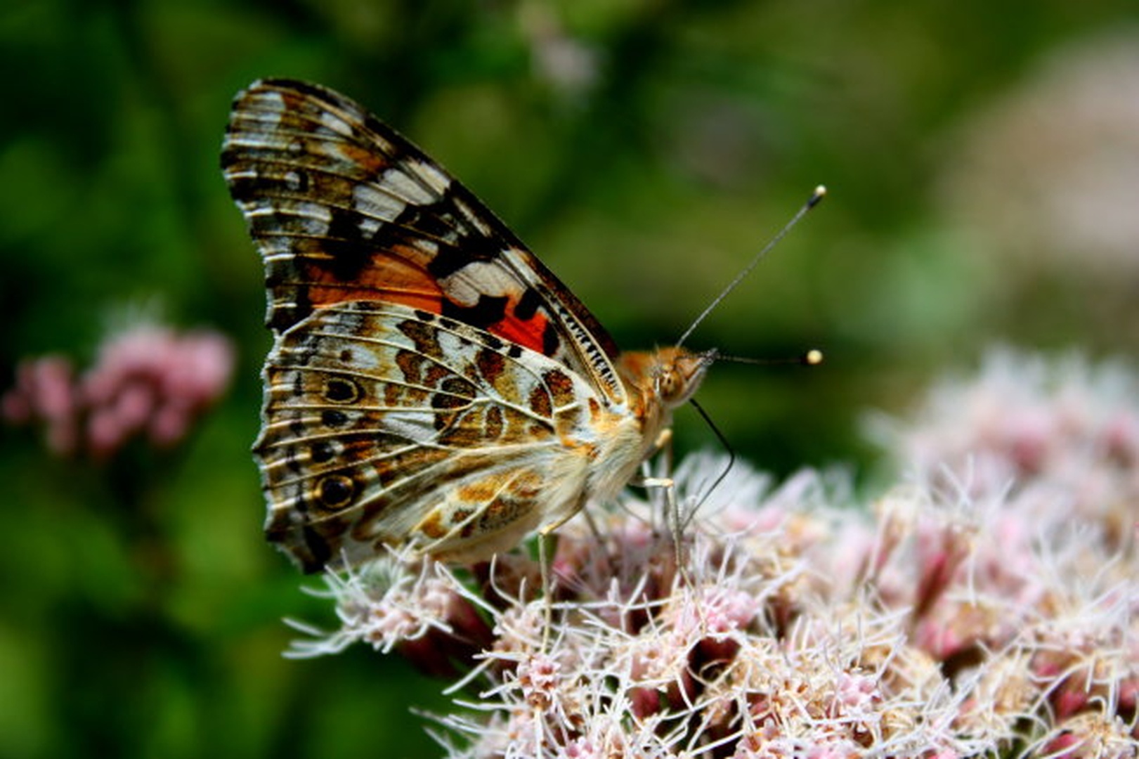Butterfly by katja