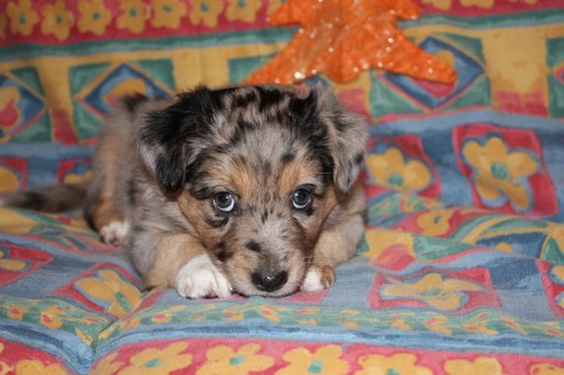 Puppy look by katja