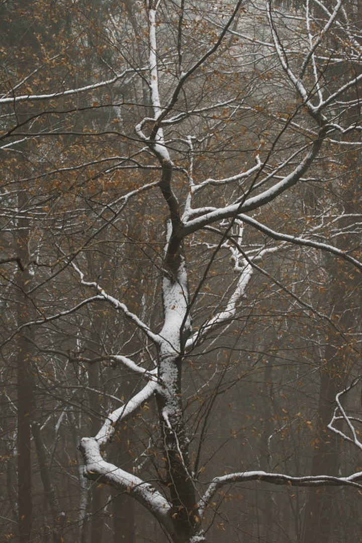 sneženi objem by Gregor Kaučič