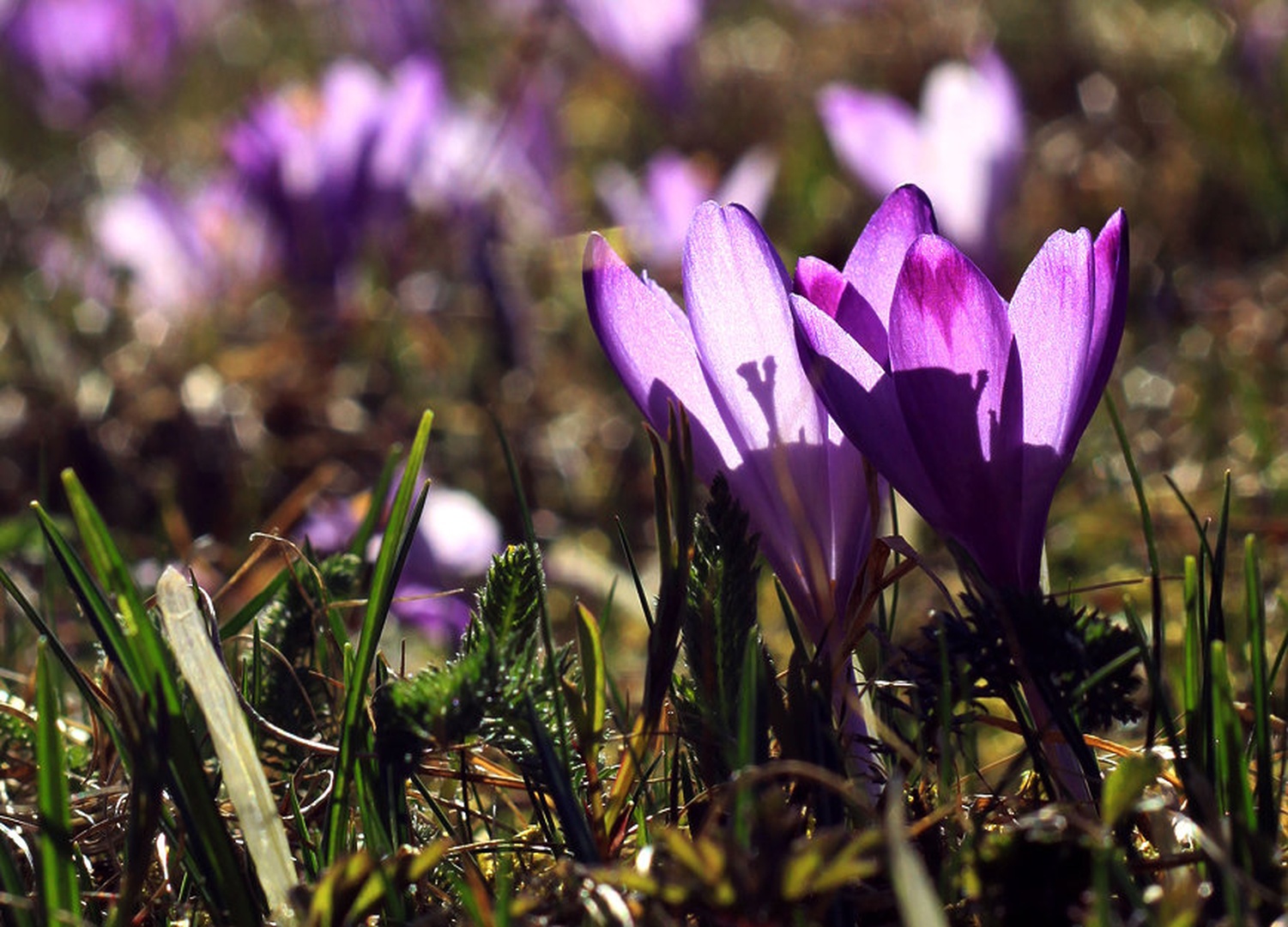 Crocus Love by