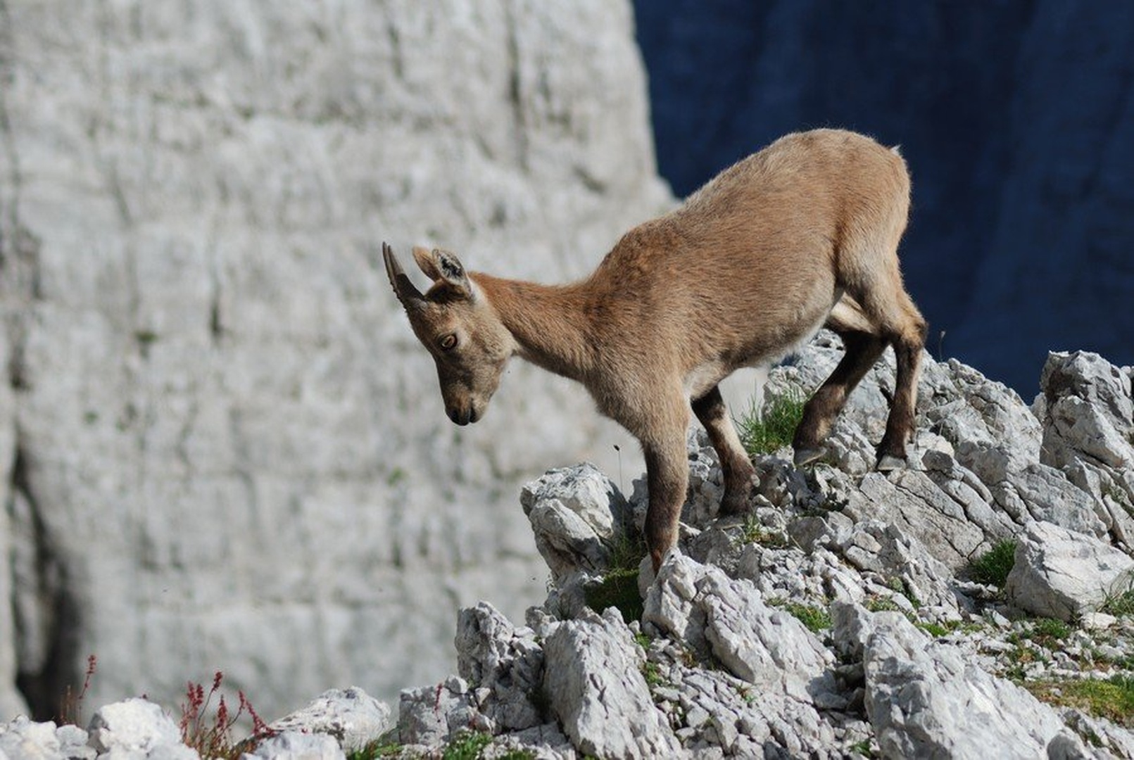 Capra Ibex Jr. by Primož Zupančič