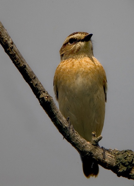 Saxicola rubetra by Erik