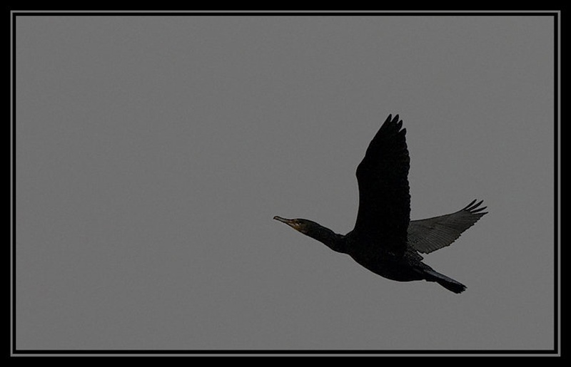 Raising by Erik
