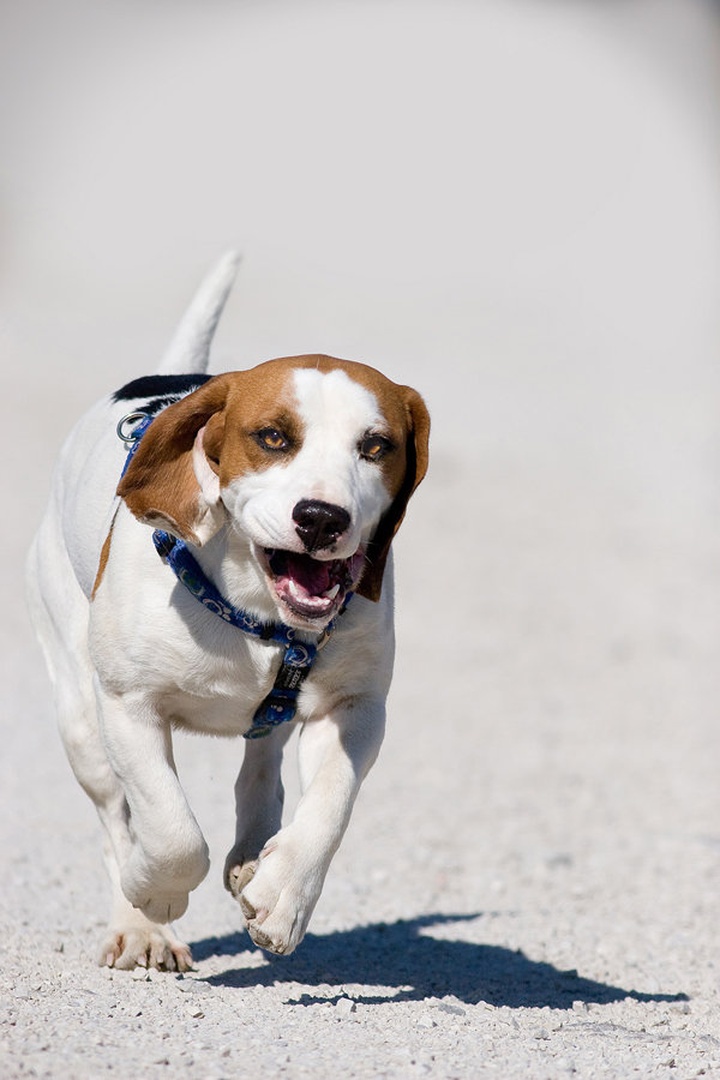 Beagle by Erik