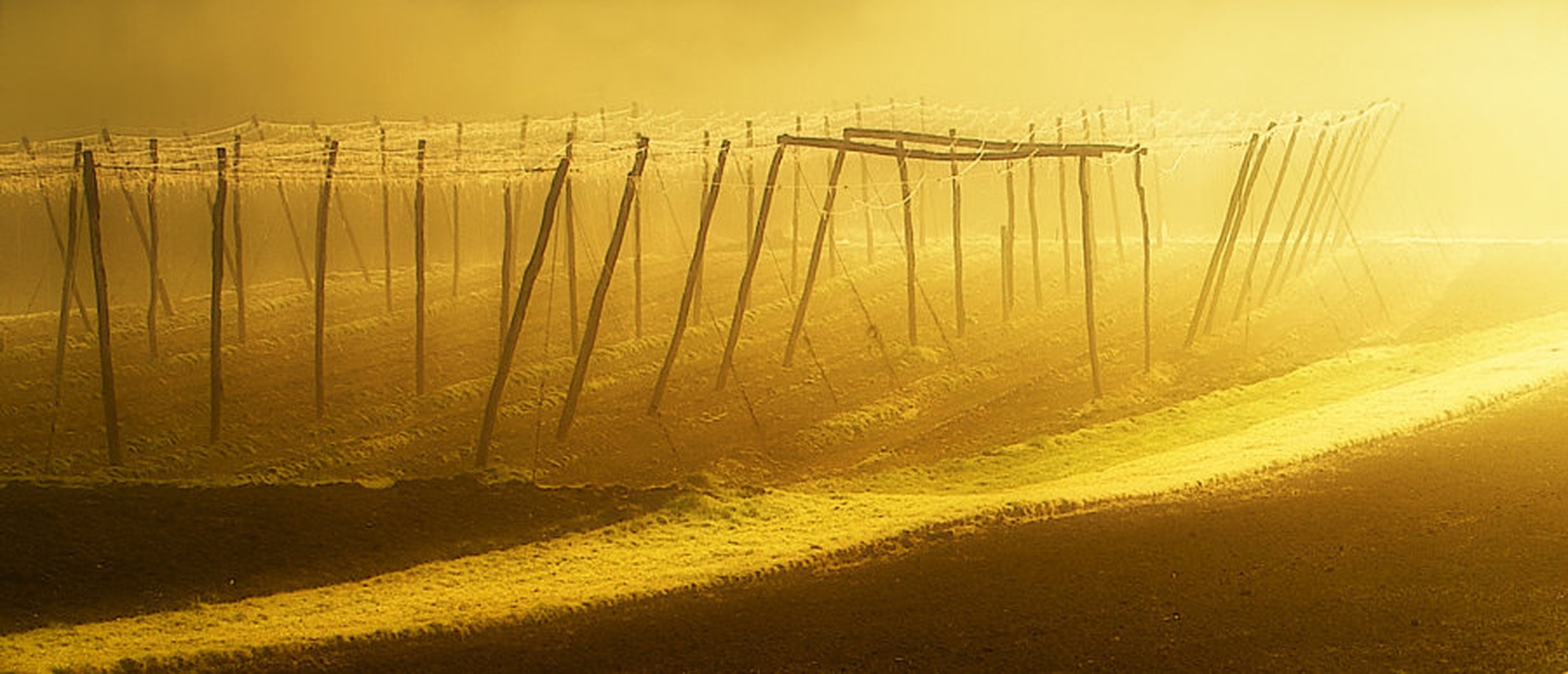 Fields of gold ... by