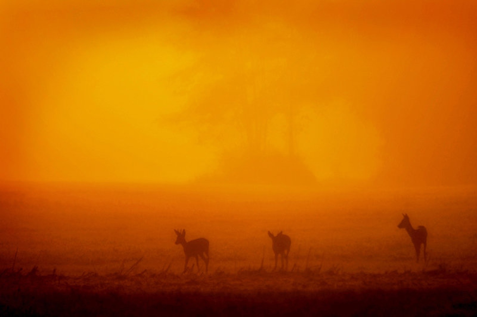 Trio ... by