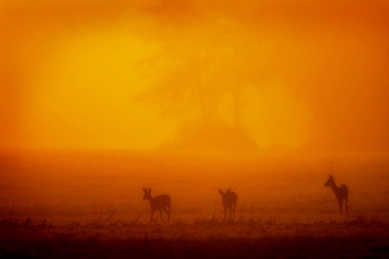 Trio ... by TD