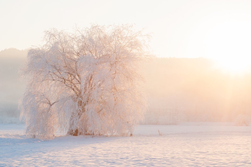 Morning glory by SoulMan
