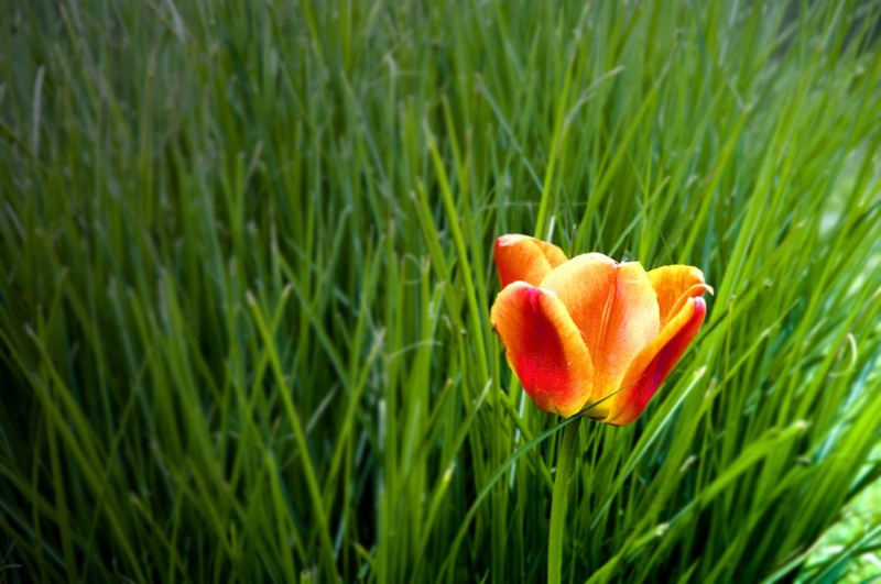 Osamljen tulipan by Erik Kavaš