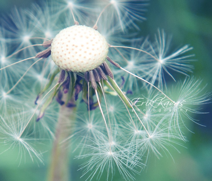 Dandelion Close Up by Erik Kavaš