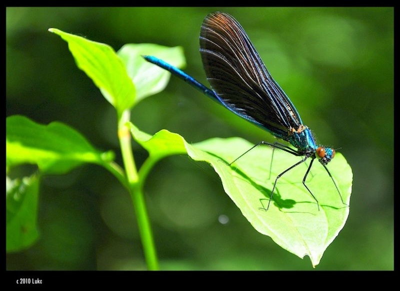 Dragonfly (Odonata) by Lucky Luke