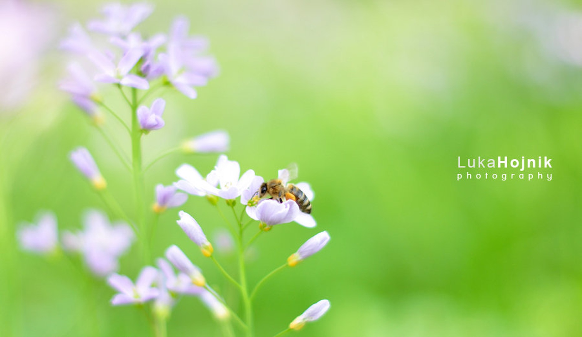 Nature Collection | Flowers by Lucky Luke