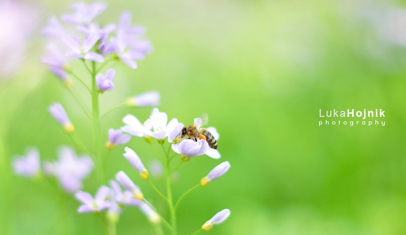 Nature Collection | Flowers by Lucky Luke