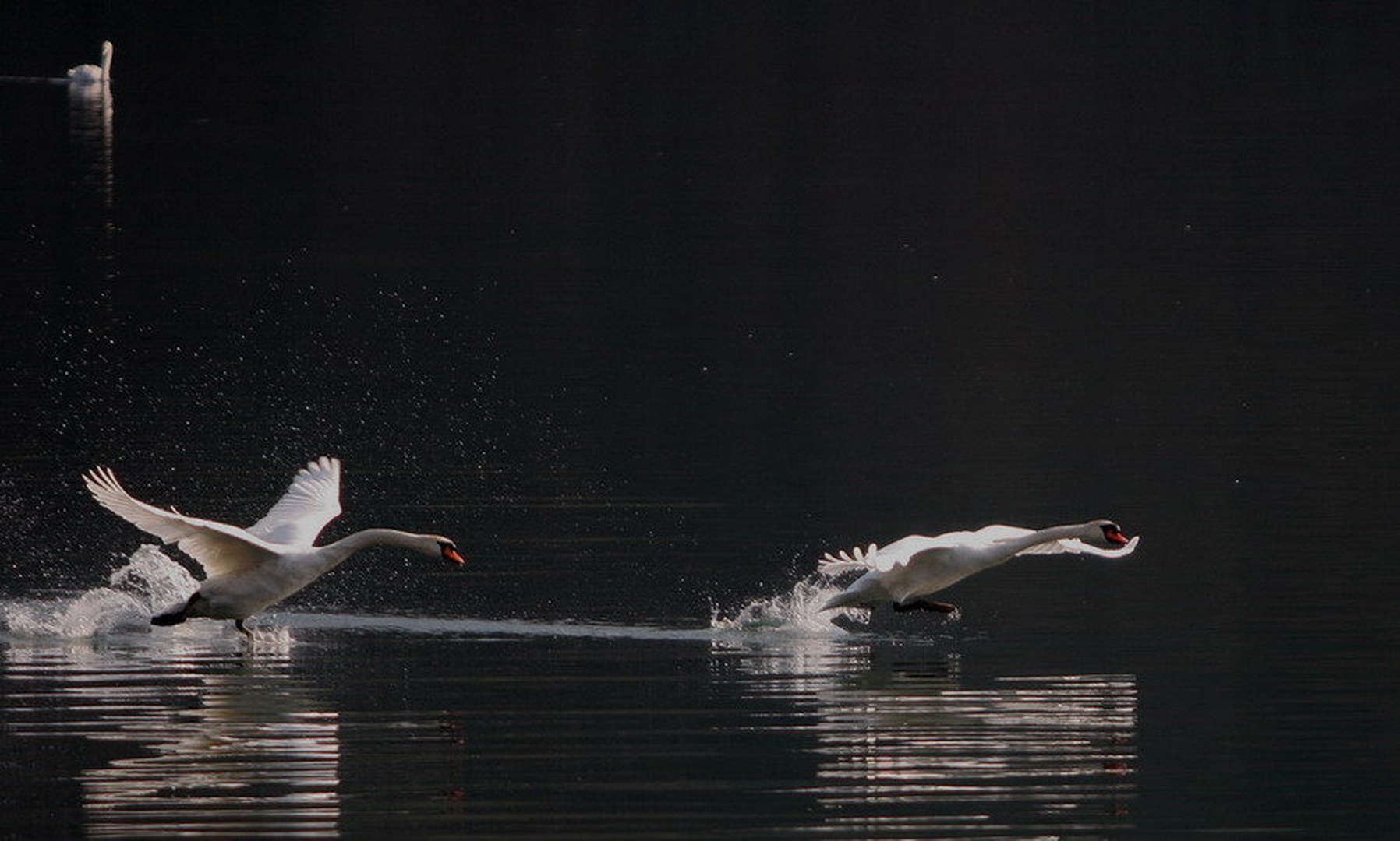 Catch me if you can by