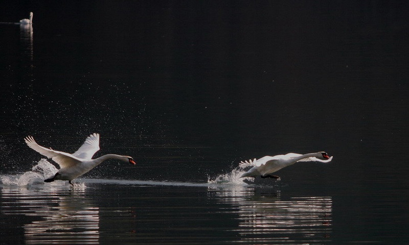 Catch me if you can by drbojan
