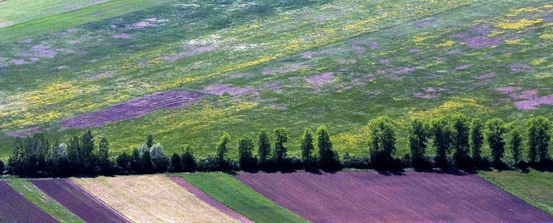 Polje by drbojan