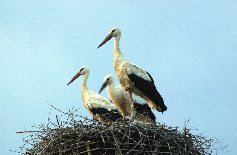 Happy family by drbojan