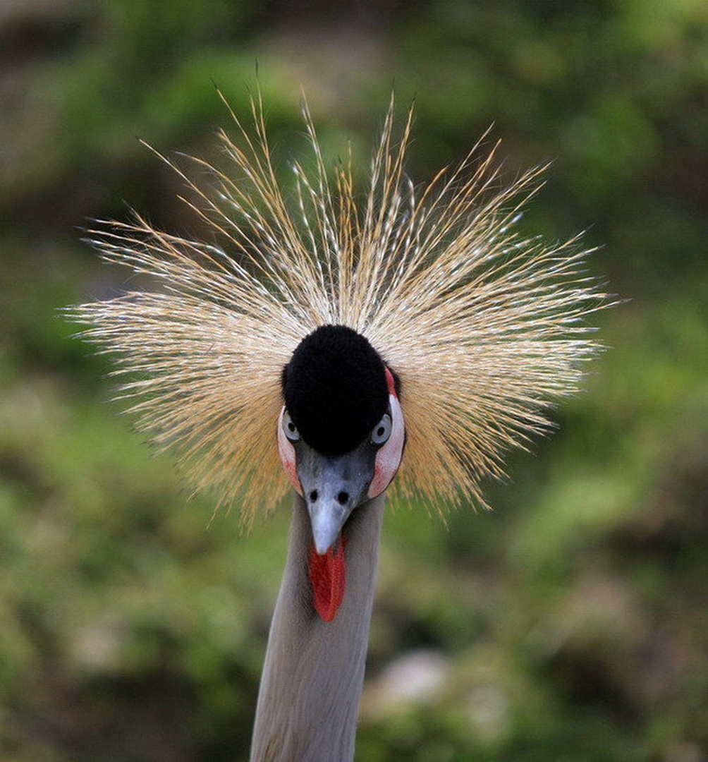 Birdy by