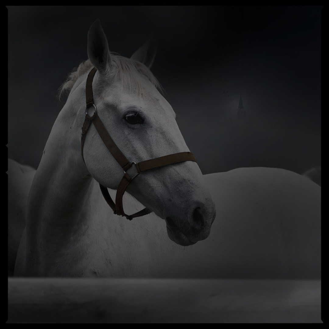 Lipicanec v temi by Dado