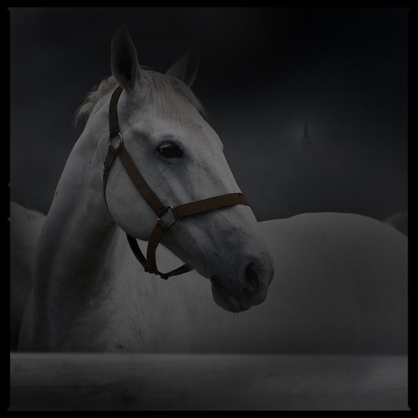 Lipicanec v temi by Dado