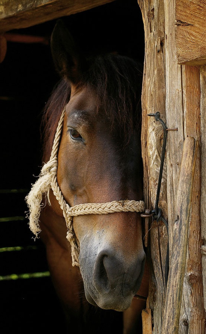 Spusti me by negai