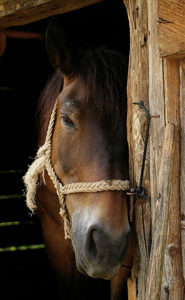 Spusti me by negai