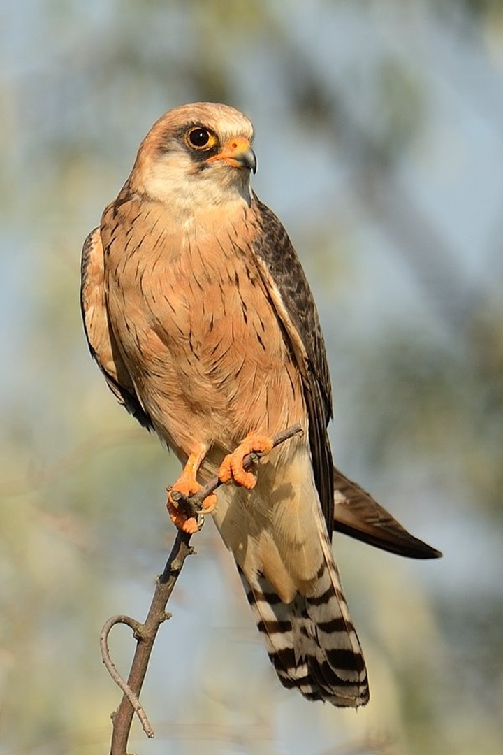 Postovka (Falco tinnunculus) by Boštjan P