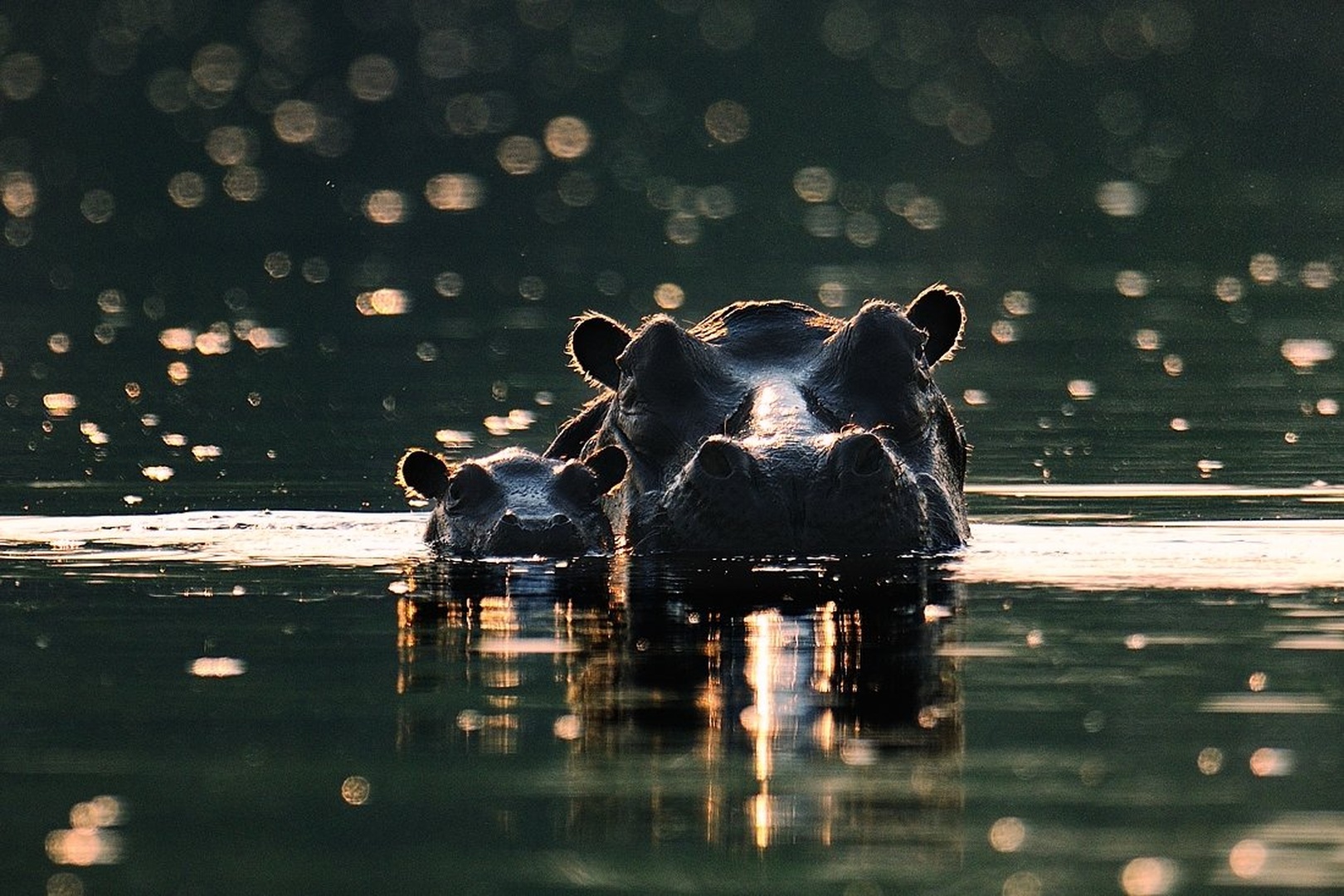 Jutro na reki Kafue II. by Boštjan P