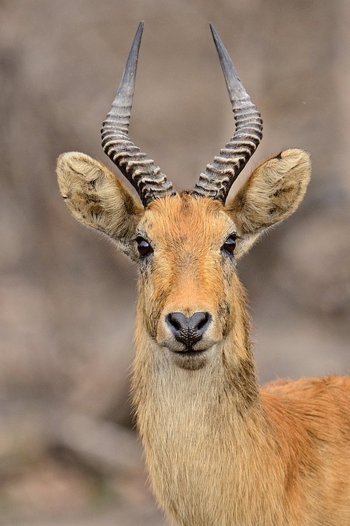 Puku antilopa (Kobus vardonii) by Boštjan P