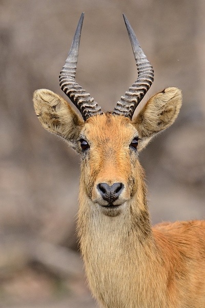 Puku antilopa (Kobus vardonii) by Boštjan P