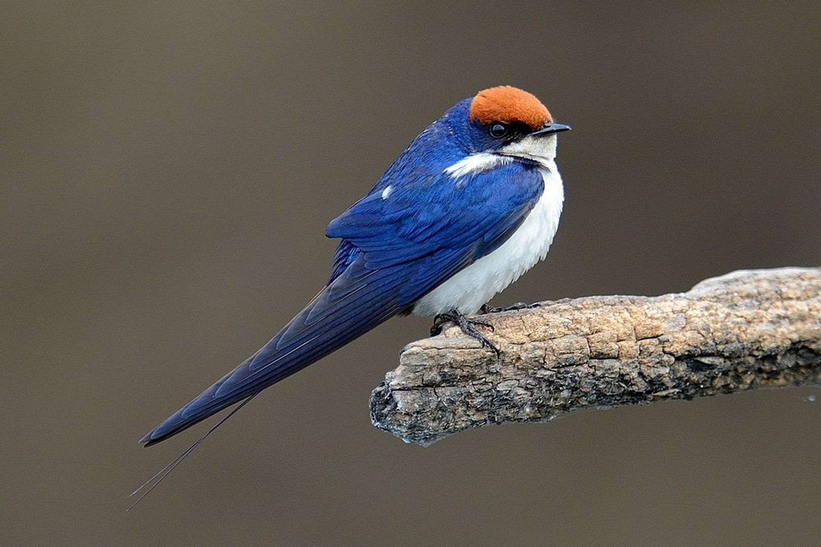 Wire-tailed swallow (lastovka) by Boštjan P