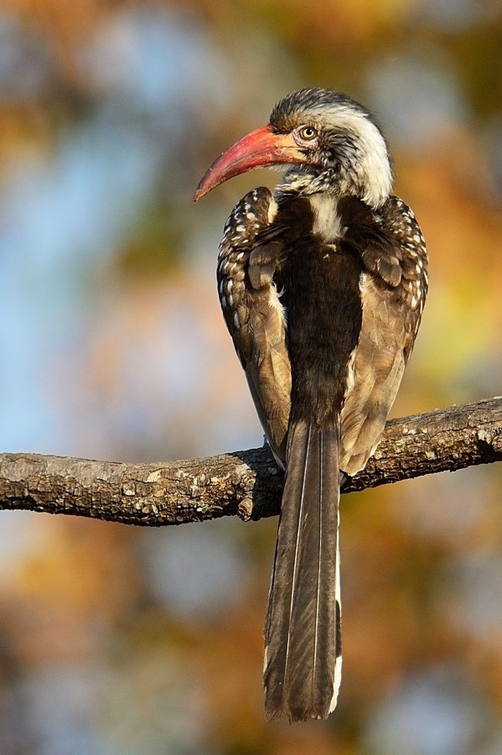 Red-billed hornbill by Boštjan P