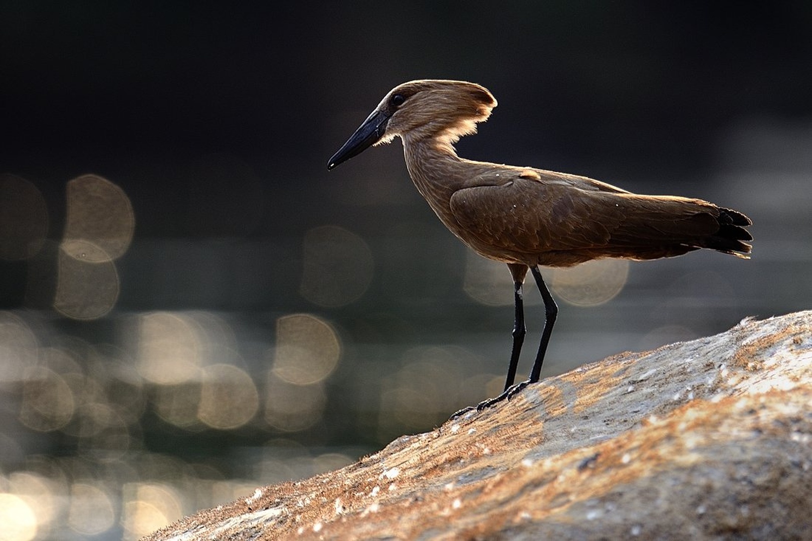Hamerkop (Scopus umbretta) by Boštjan P