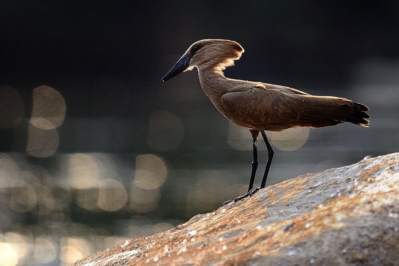 Hamerkop (Scopus umbretta) by Boštjan P