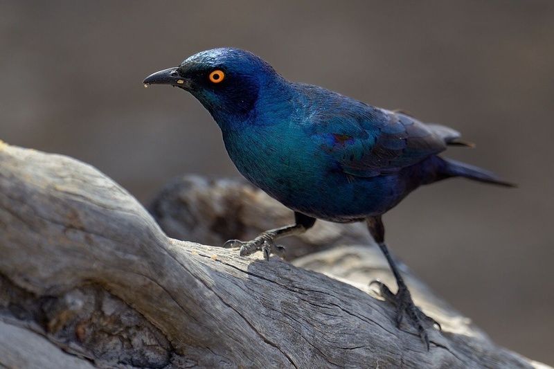 Cape Glossy Starling by Boštjan P