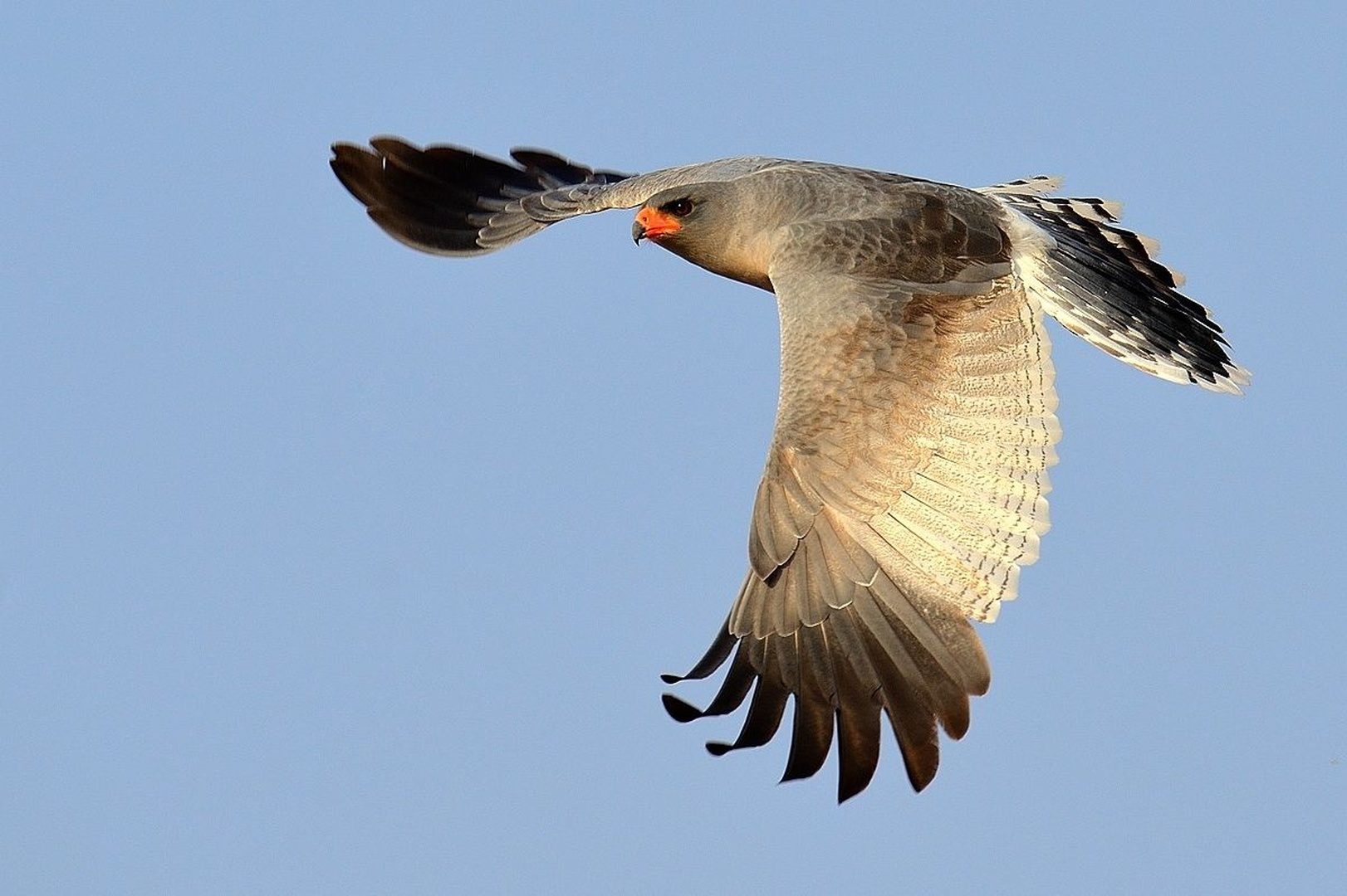 The (Southern) Pale Chanting Goshawk by Boštjan P