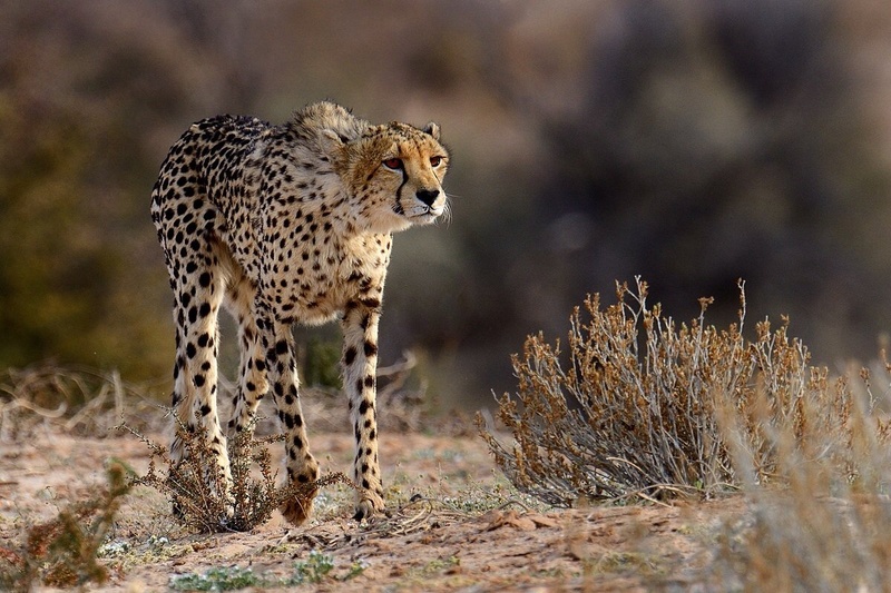 Kalaharijski "catwalk" by Boštjan P