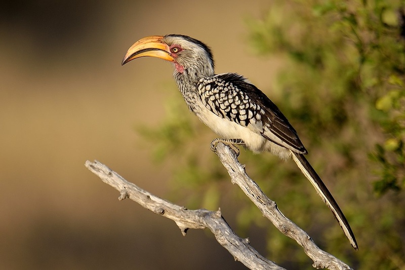 Yellow billed hornbill by Boštjan P