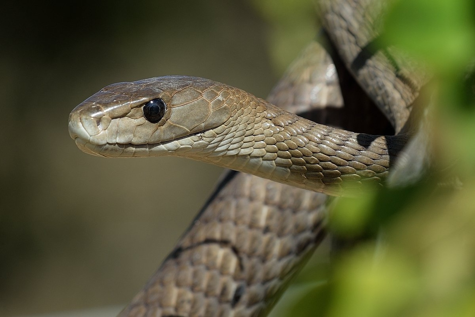 Črna mamba by Boštjan P