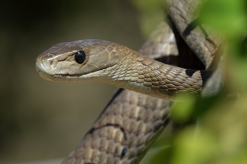 Črna mamba by Boštjan P