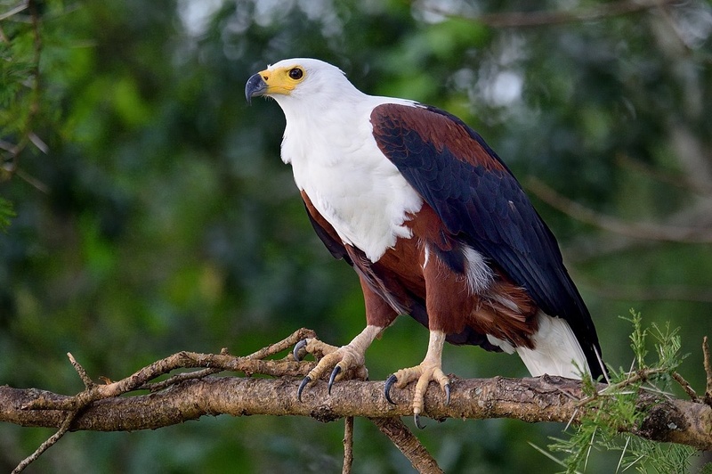 Ribji orel (Fisheagle) by Boštjan P