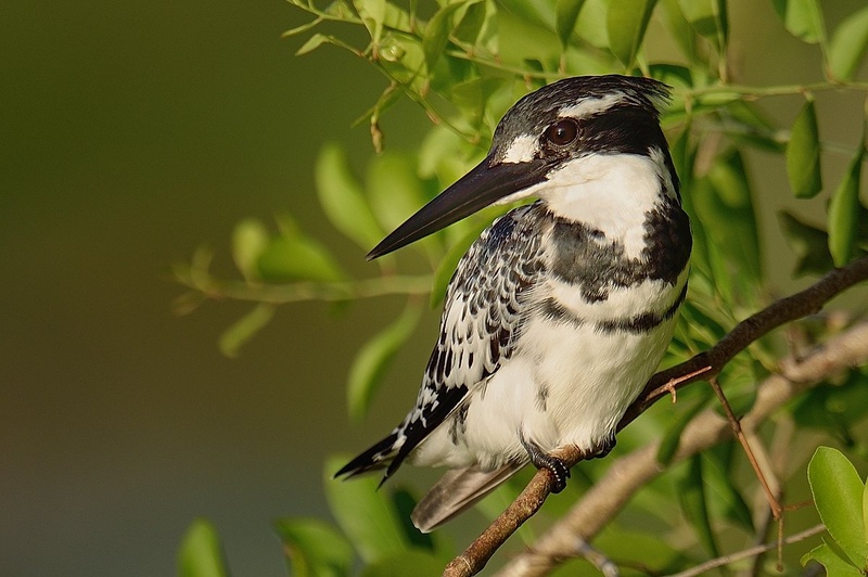Pied kingfisher by Boštjan P
