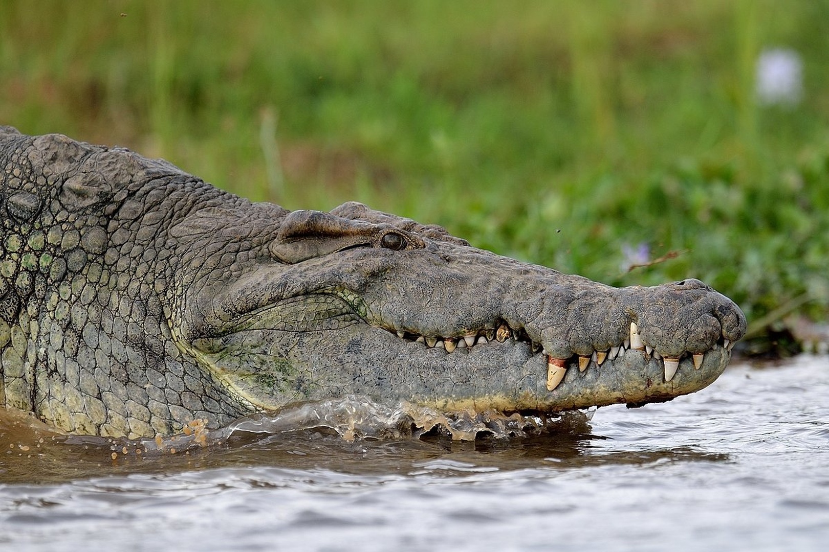 Crocodylus niloticus by Boštjan P