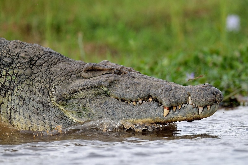 Crocodylus niloticus by Boštjan P