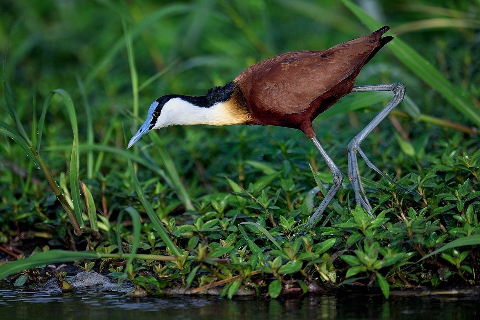 African jacana (Actophilornis africanus) by Boštjan P