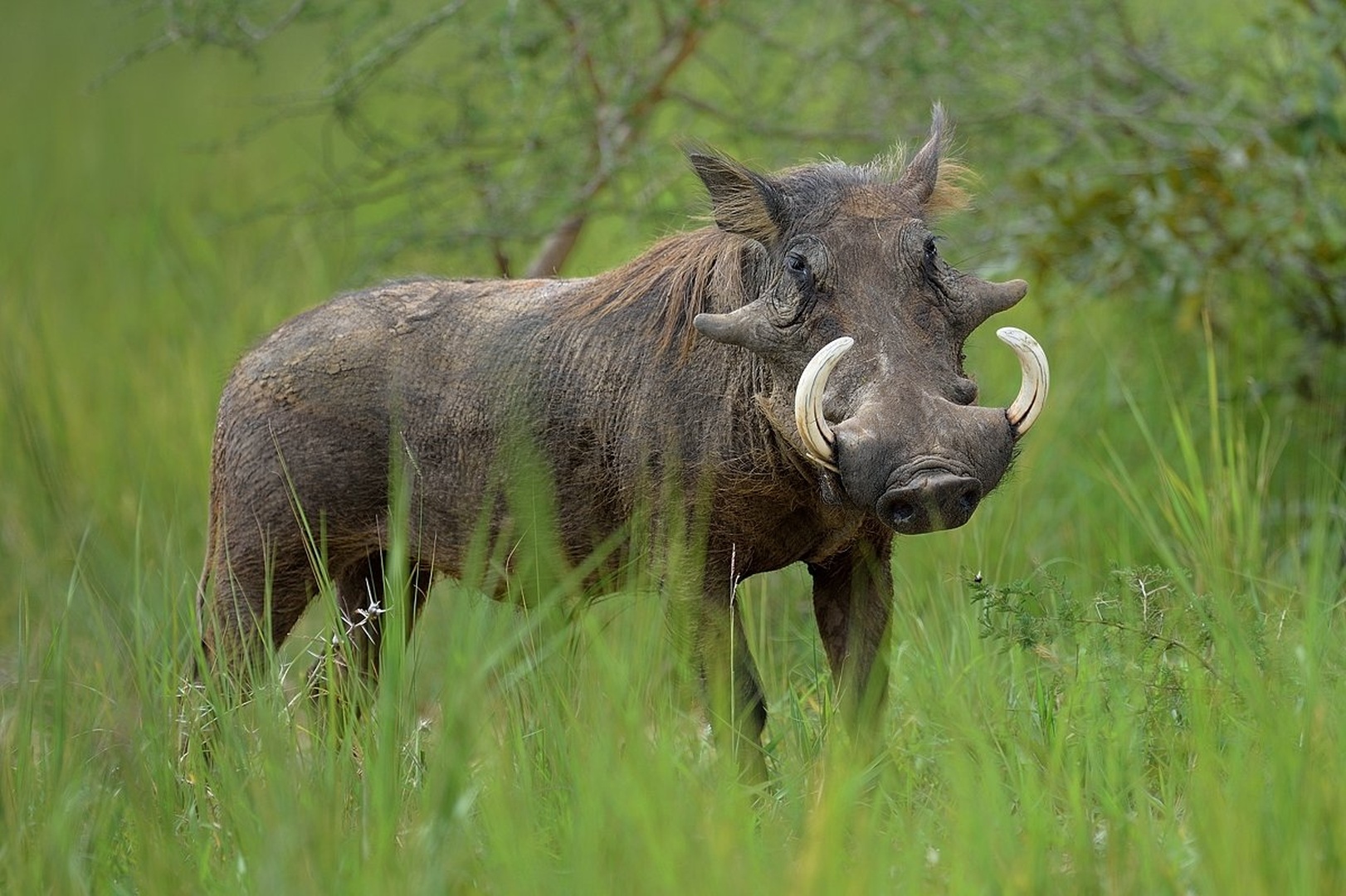 Pumba by Boštjan P